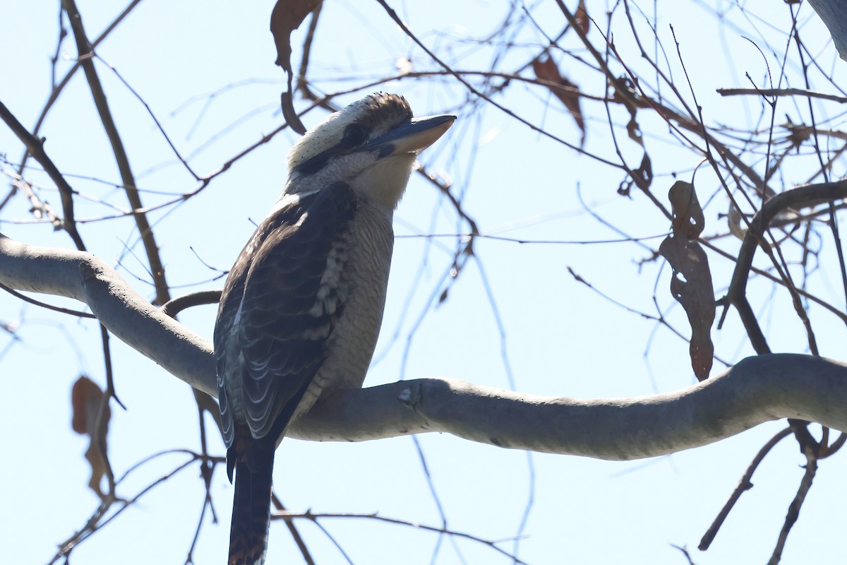 Laughing Kookaburra - ML620295256