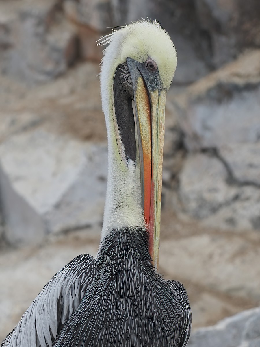 Peruvian Pelican - ML620295259