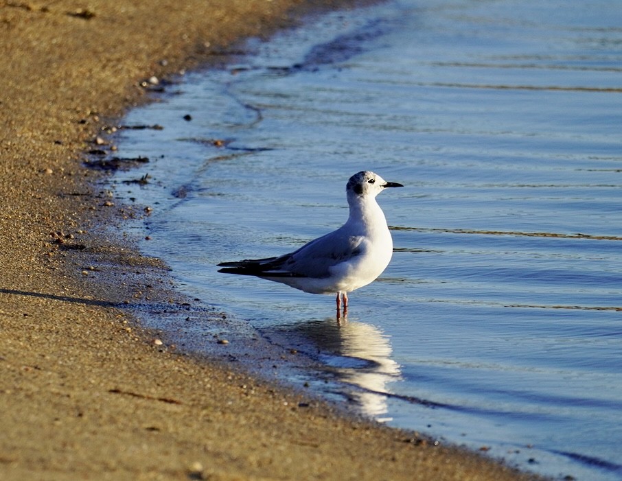 Bonaparte's Gull - ML620295260