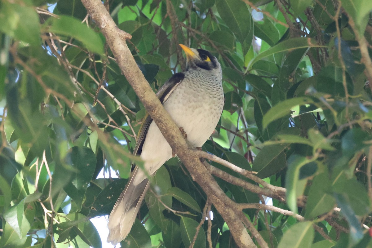 Noisy Miner - ML620295261