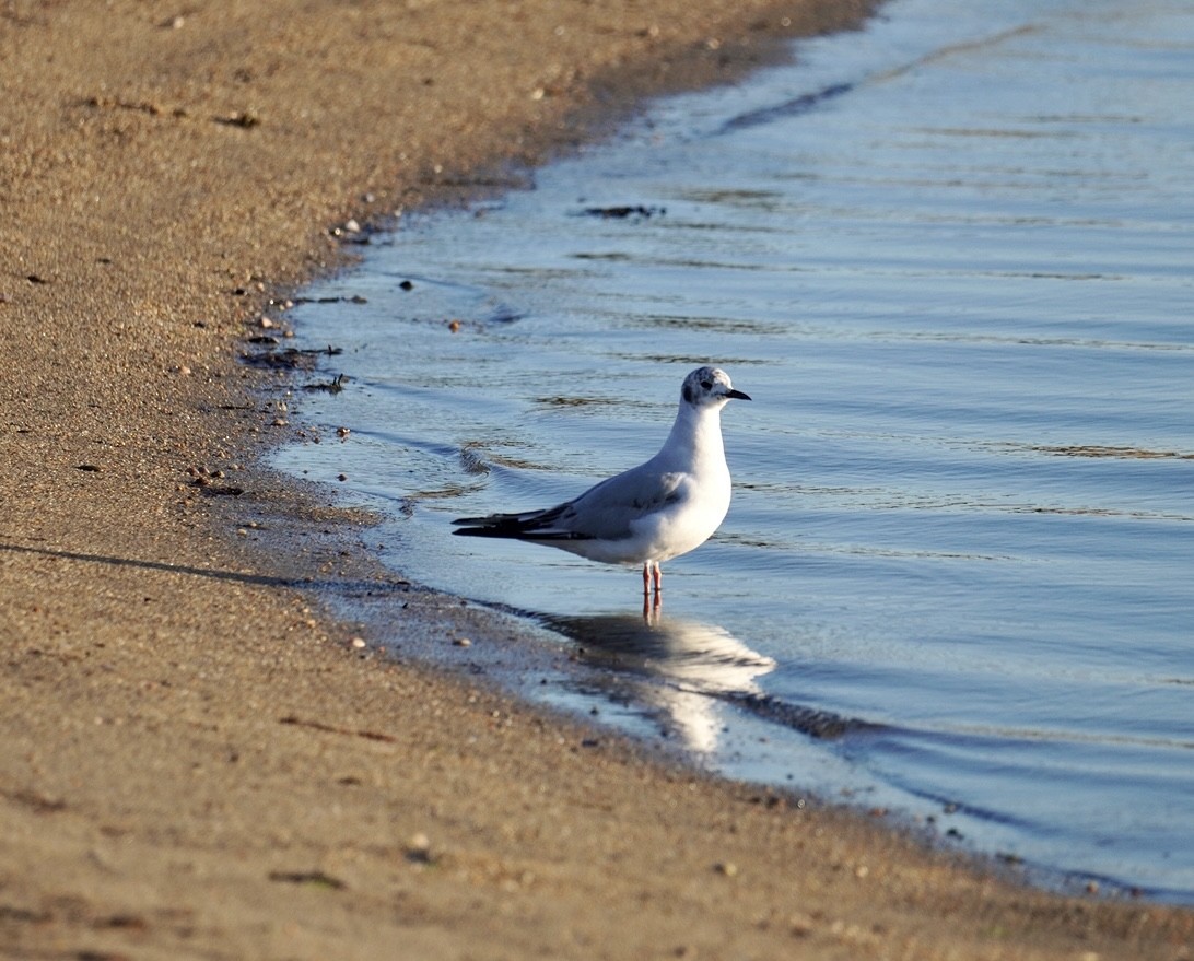 Bonaparte's Gull - ML620295263