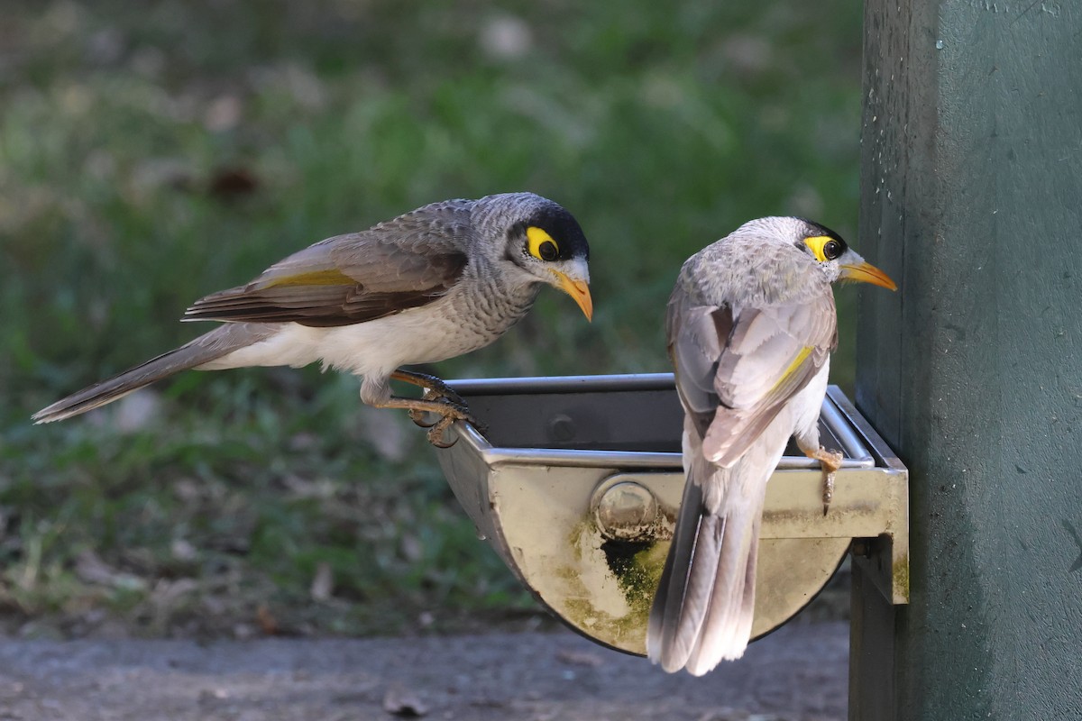 Noisy Miner - ML620295271