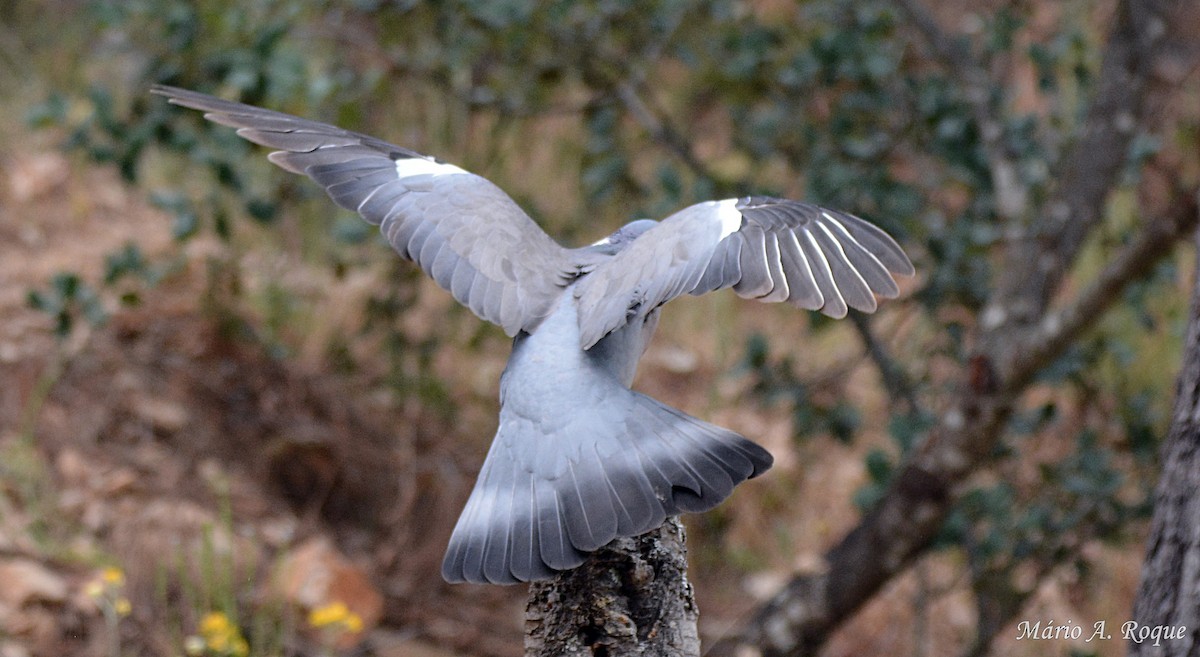 Common Wood-Pigeon - ML620295272