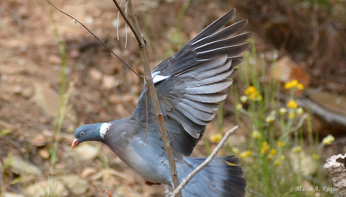 Common Wood-Pigeon - ML620295273