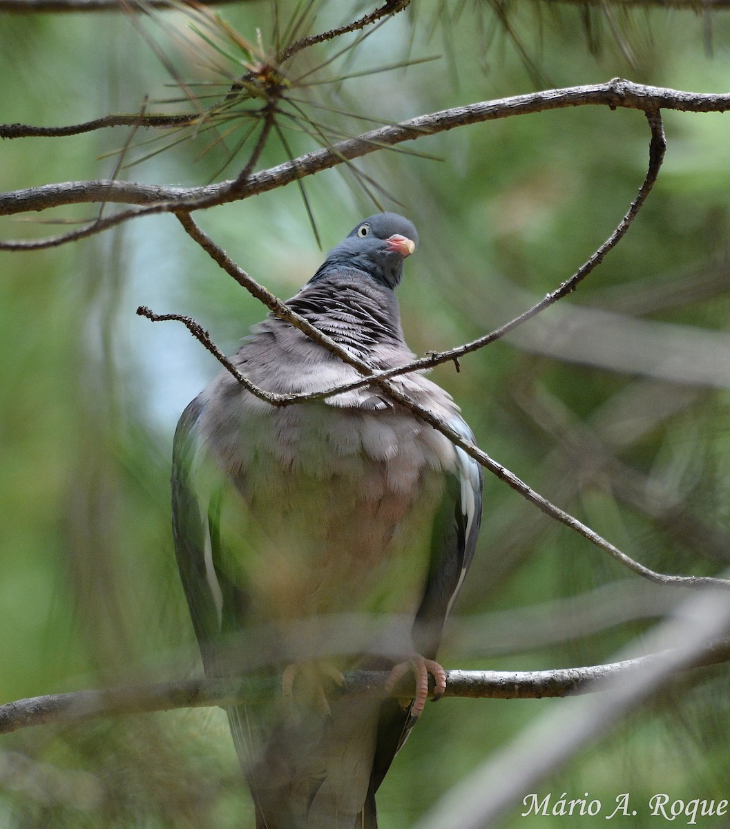 Common Wood-Pigeon - ML620295275