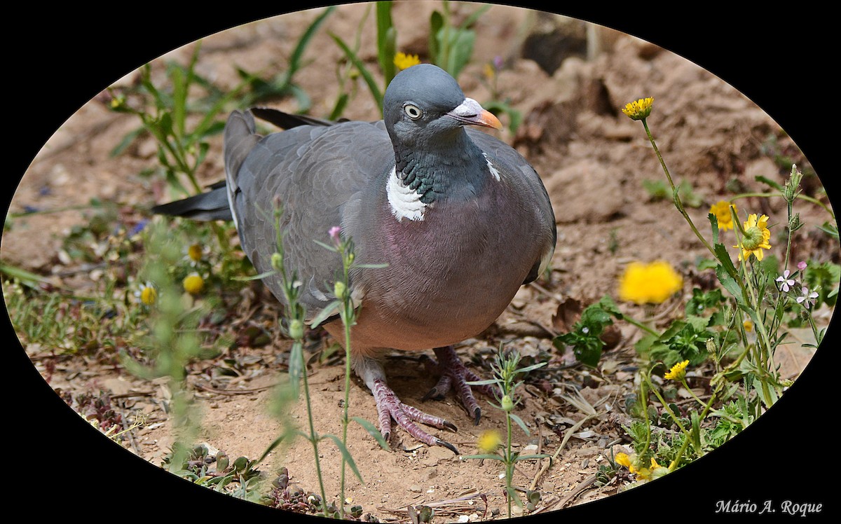 Common Wood-Pigeon - ML620295276