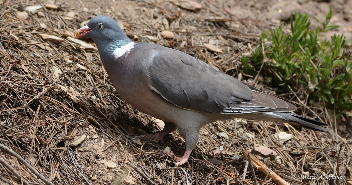 Common Wood-Pigeon - ML620295278