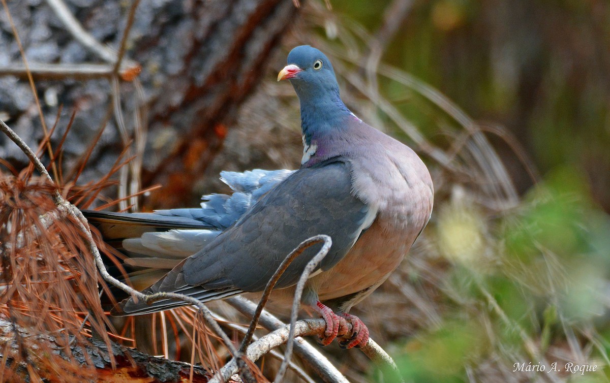 Common Wood-Pigeon - ML620295279