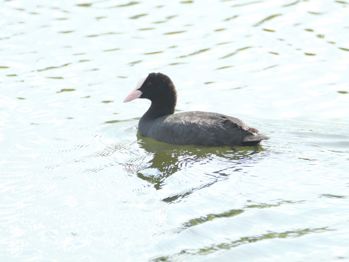 Eurasian Coot - ML620295280