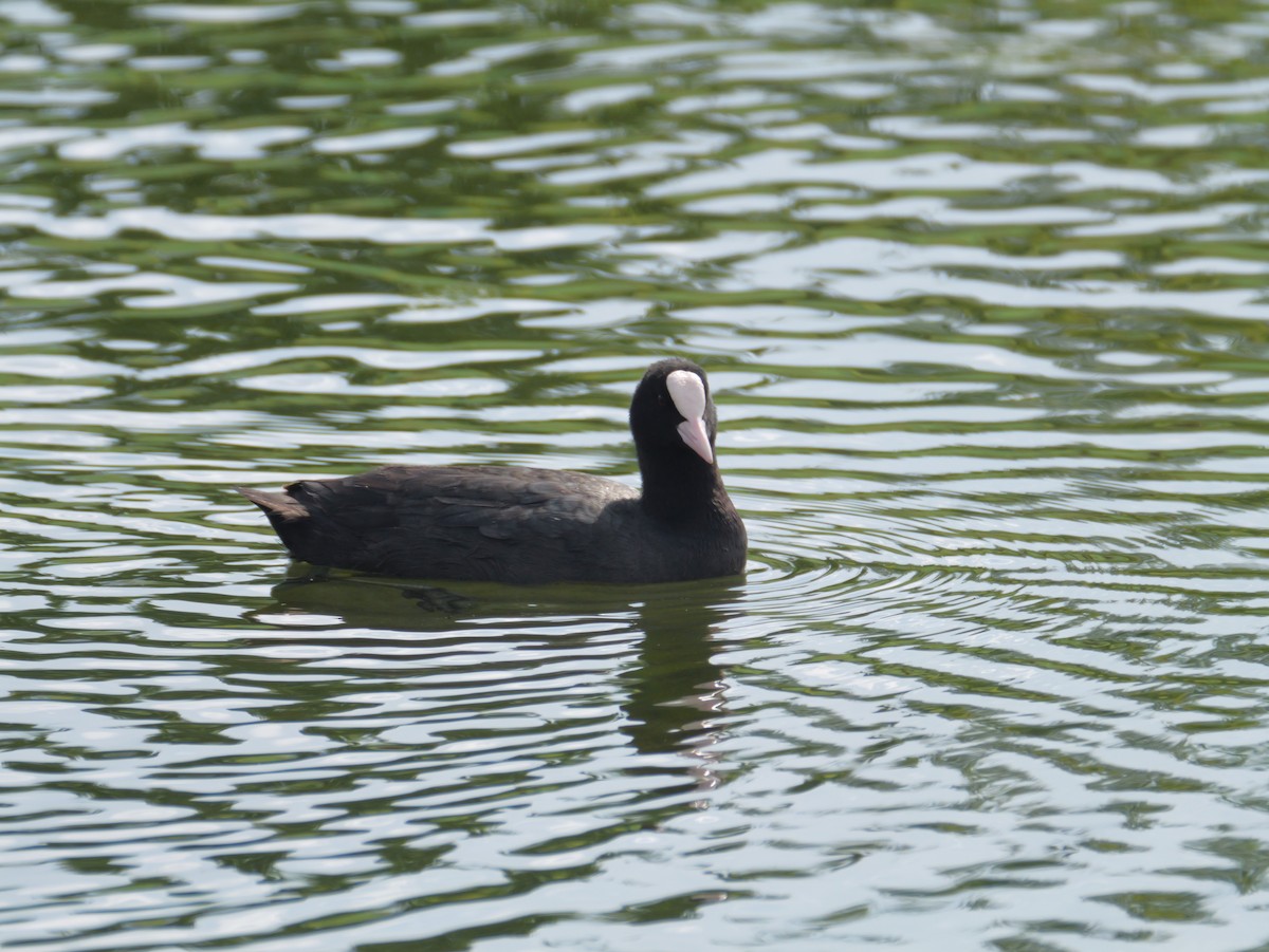 Eurasian Coot - ML620295281