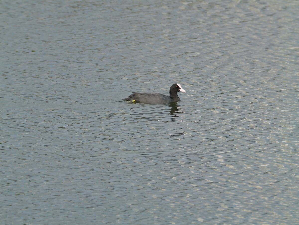 Eurasian Coot - ML620295282