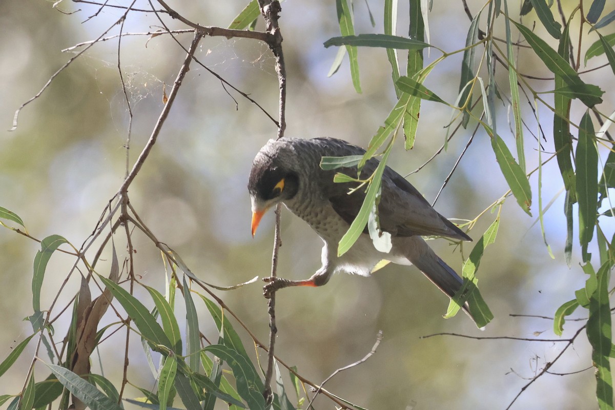 Noisy Miner - ML620295291