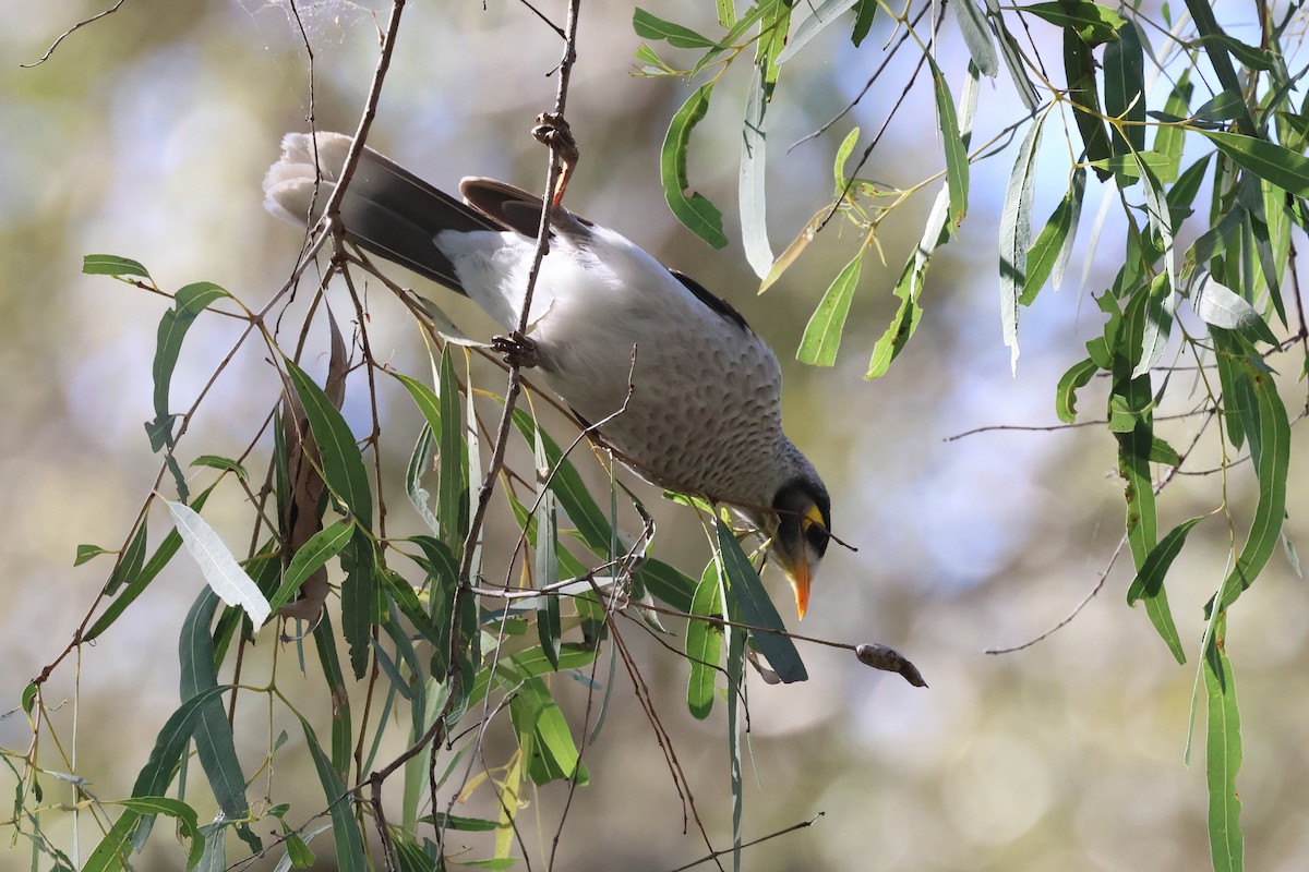 Noisy Miner - ML620295292