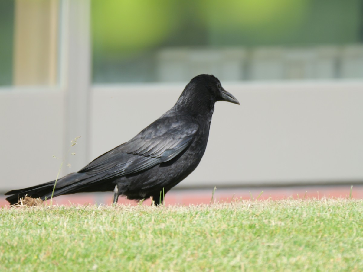 Carrion Crow - ML620295293