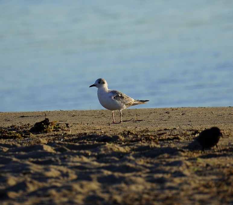 Bonaparte's Gull - ML620295294