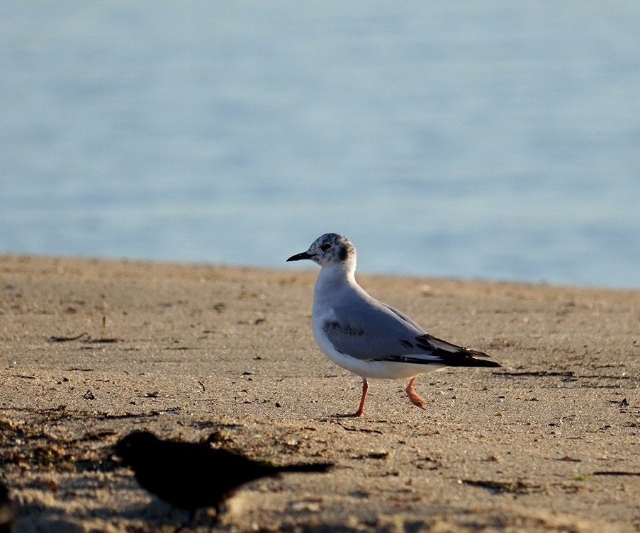 Bonaparte's Gull - ML620295296