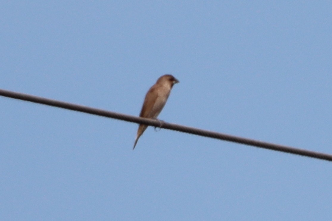 Scaly-breasted Munia - ML620295297