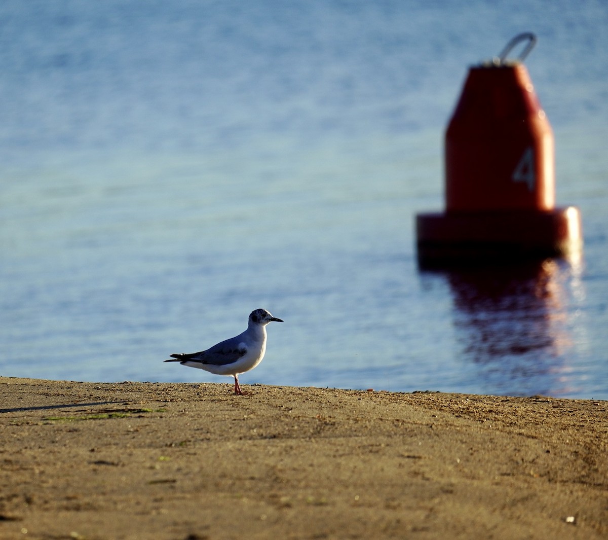 Bonaparte's Gull - ML620295298