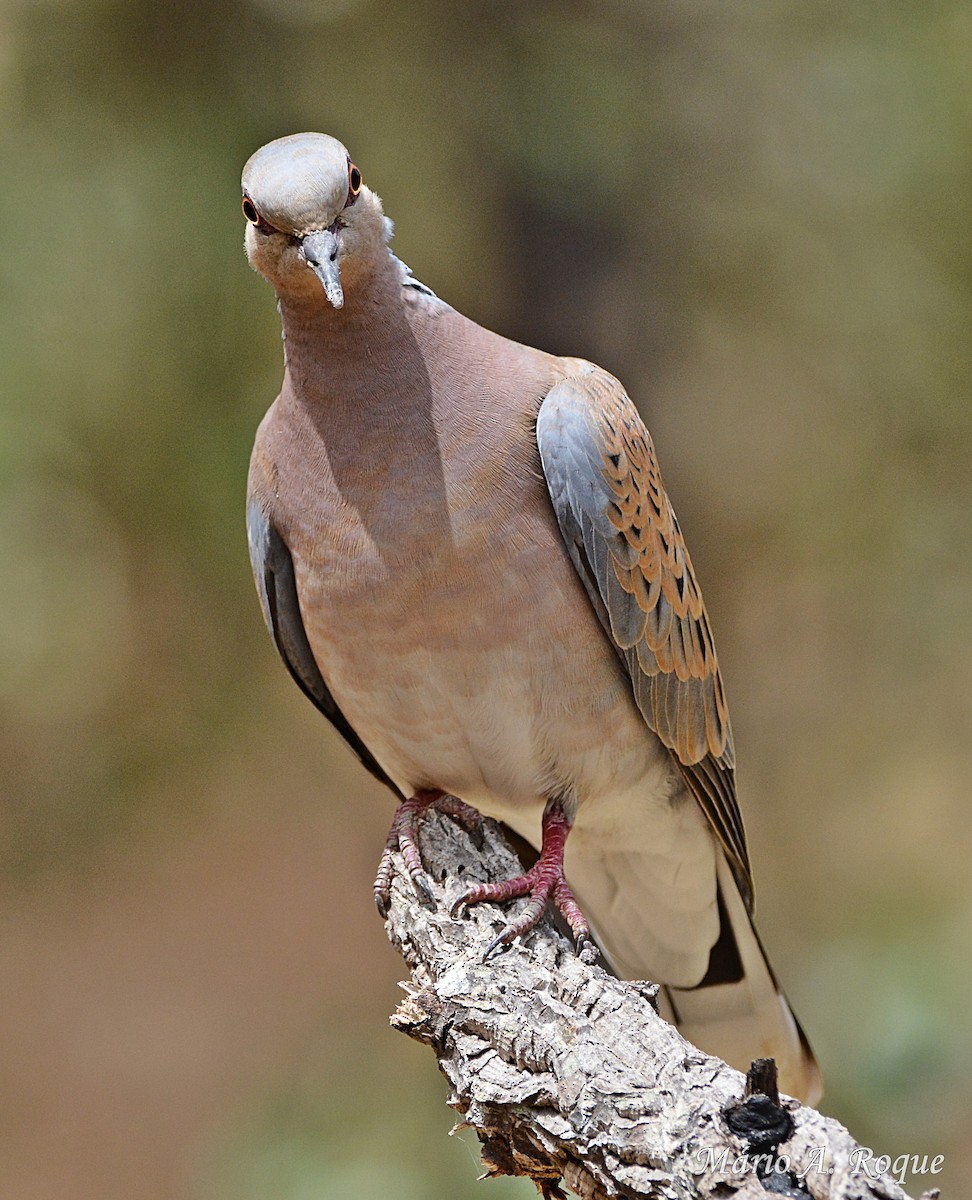 European Turtle-Dove - Mário Roque