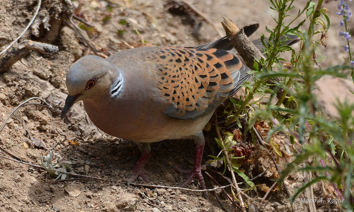 European Turtle-Dove - ML620295301