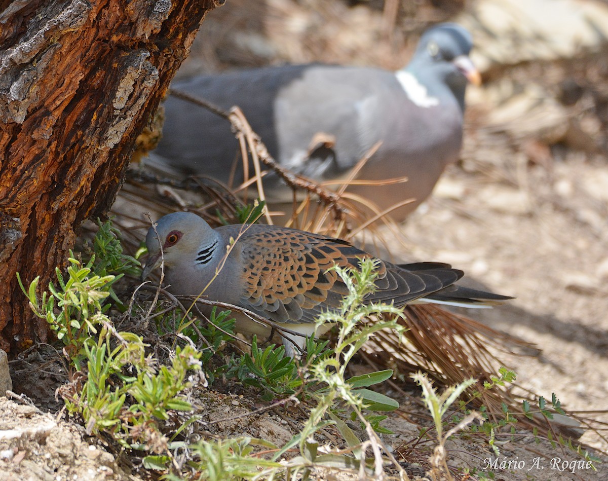 European Turtle-Dove - ML620295303