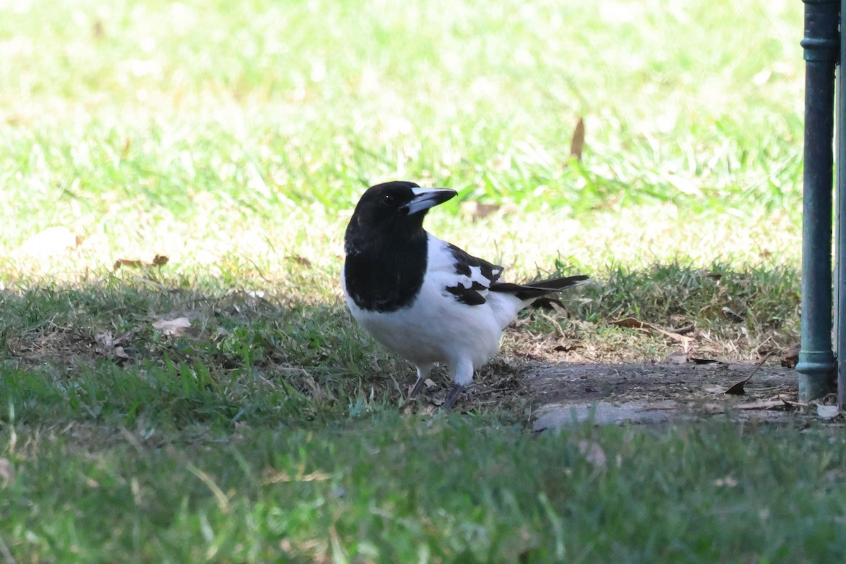 Pied Butcherbird - ML620295306