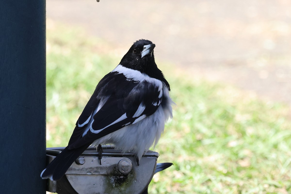 Pied Butcherbird - ML620295308