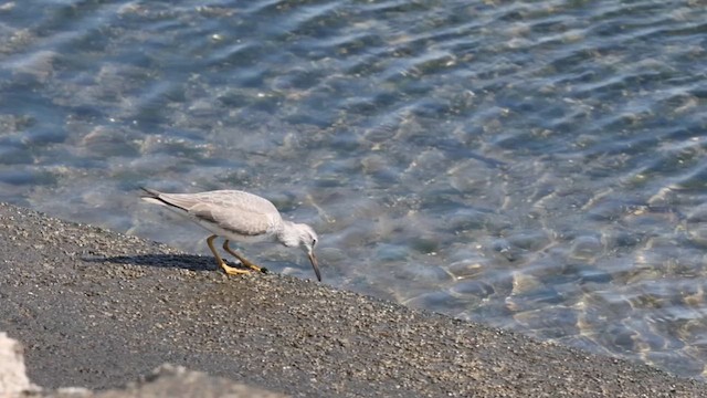 Grauschwanz-Wasserläufer - ML620295309