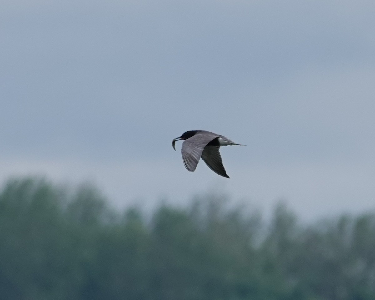 Black Tern - ML620295311