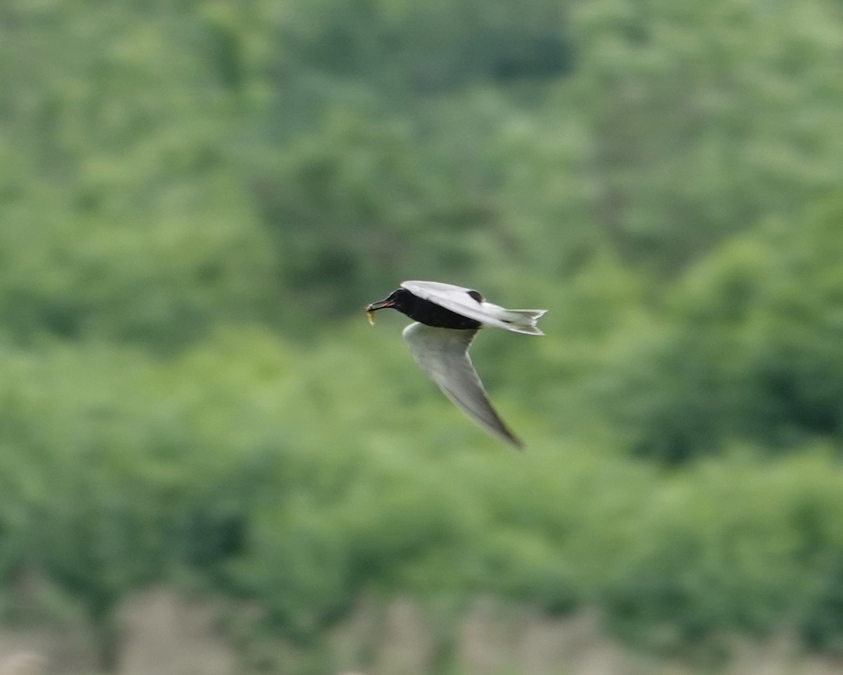 Black Tern - ML620295312