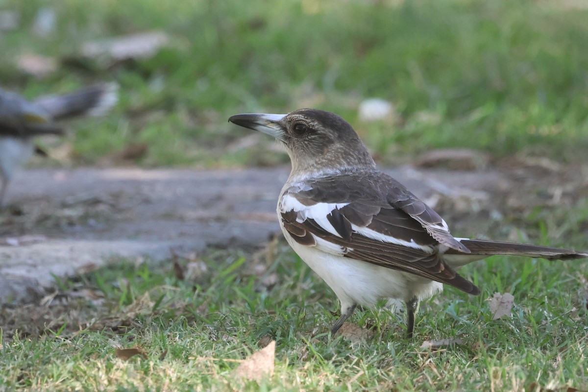 Pied Butcherbird - ML620295314