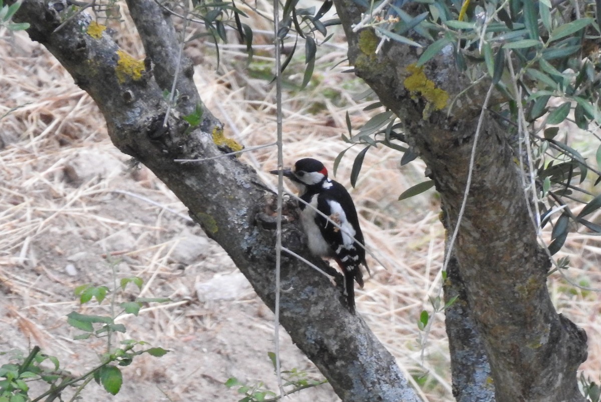 Great Spotted Woodpecker - ML620295316