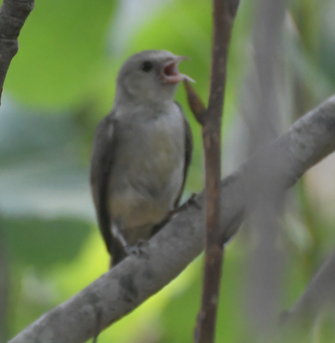 Pale-billed Flowerpecker - ML620295317