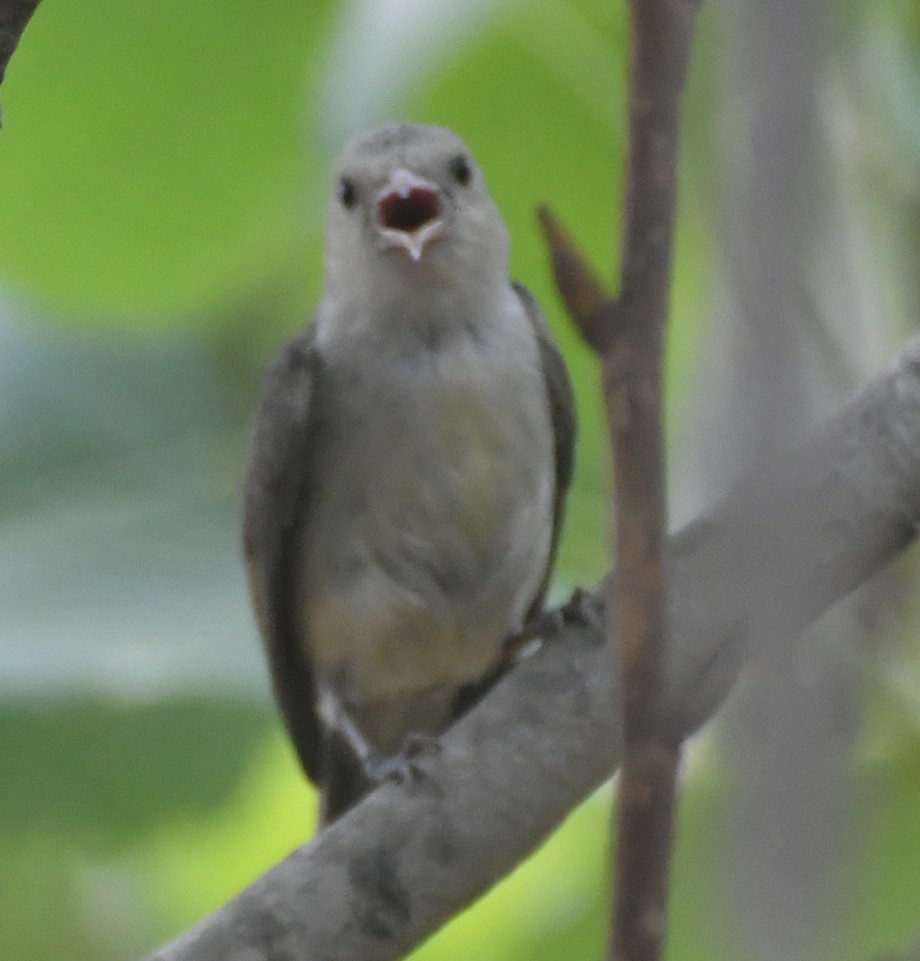 Pale-billed Flowerpecker - ML620295318