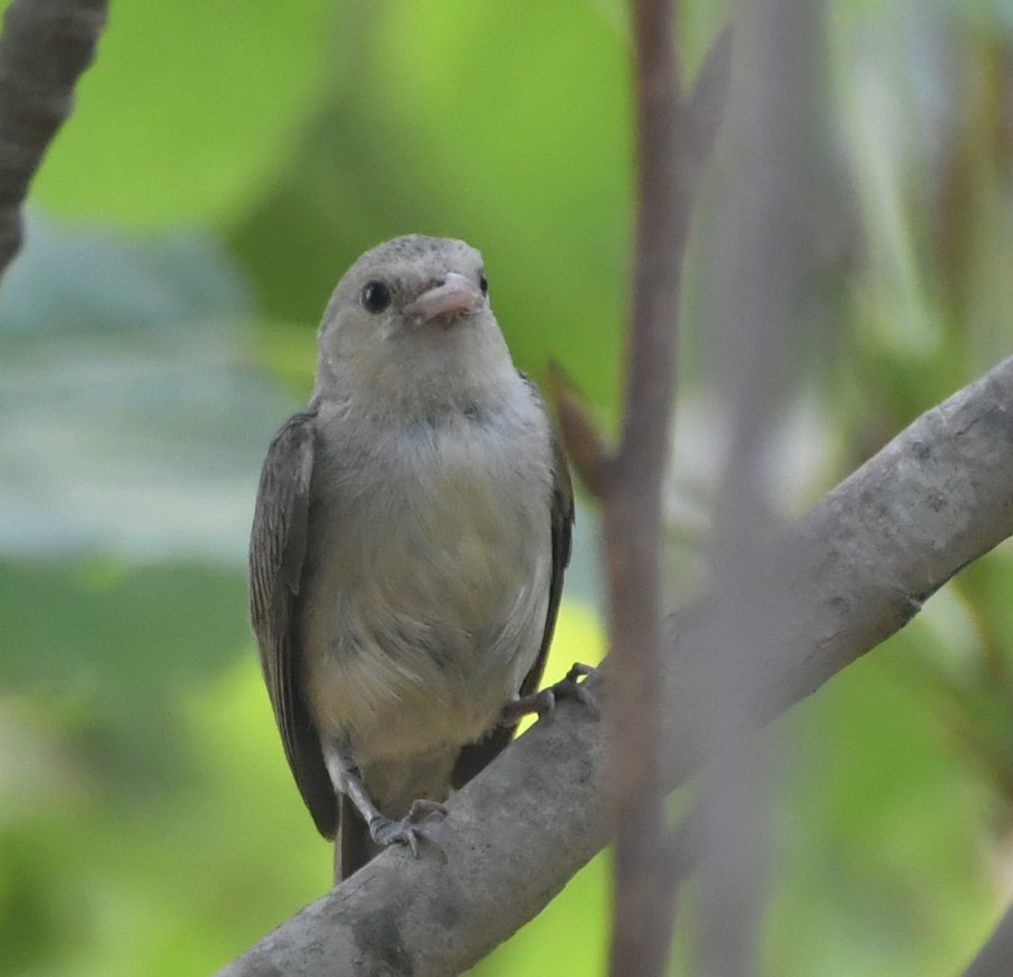 Pale-billed Flowerpecker - ML620295319