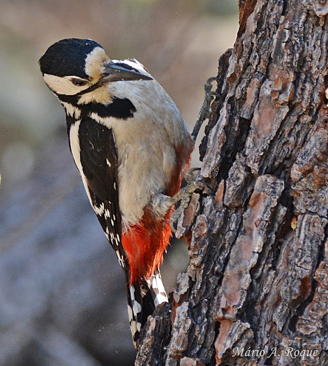 Great Spotted Woodpecker - ML620295322