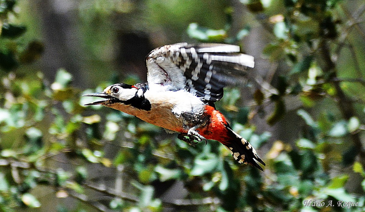 Great Spotted Woodpecker - ML620295324