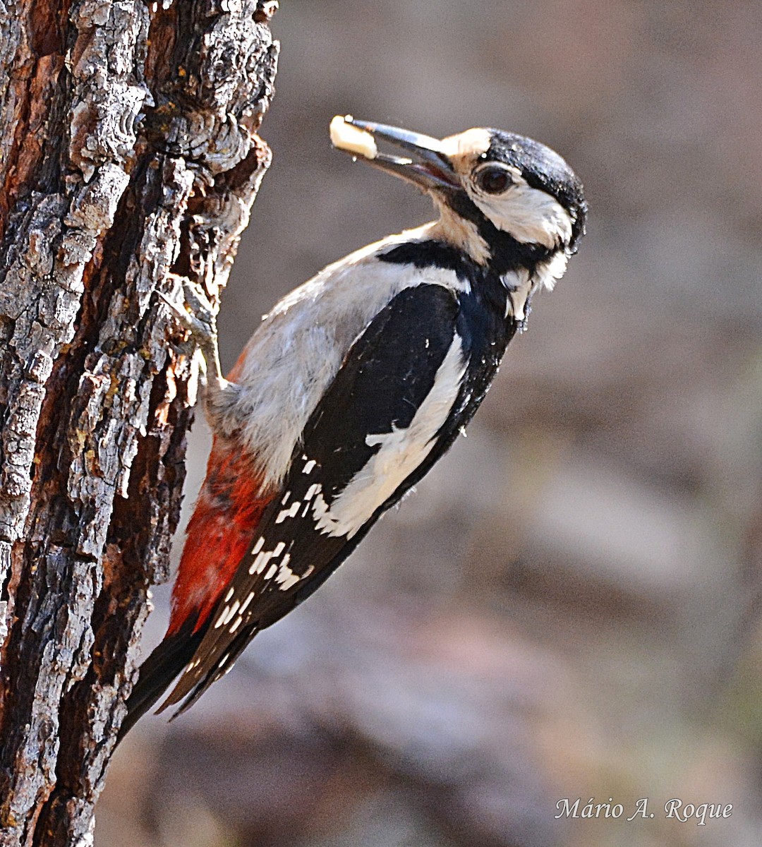 Great Spotted Woodpecker - ML620295325