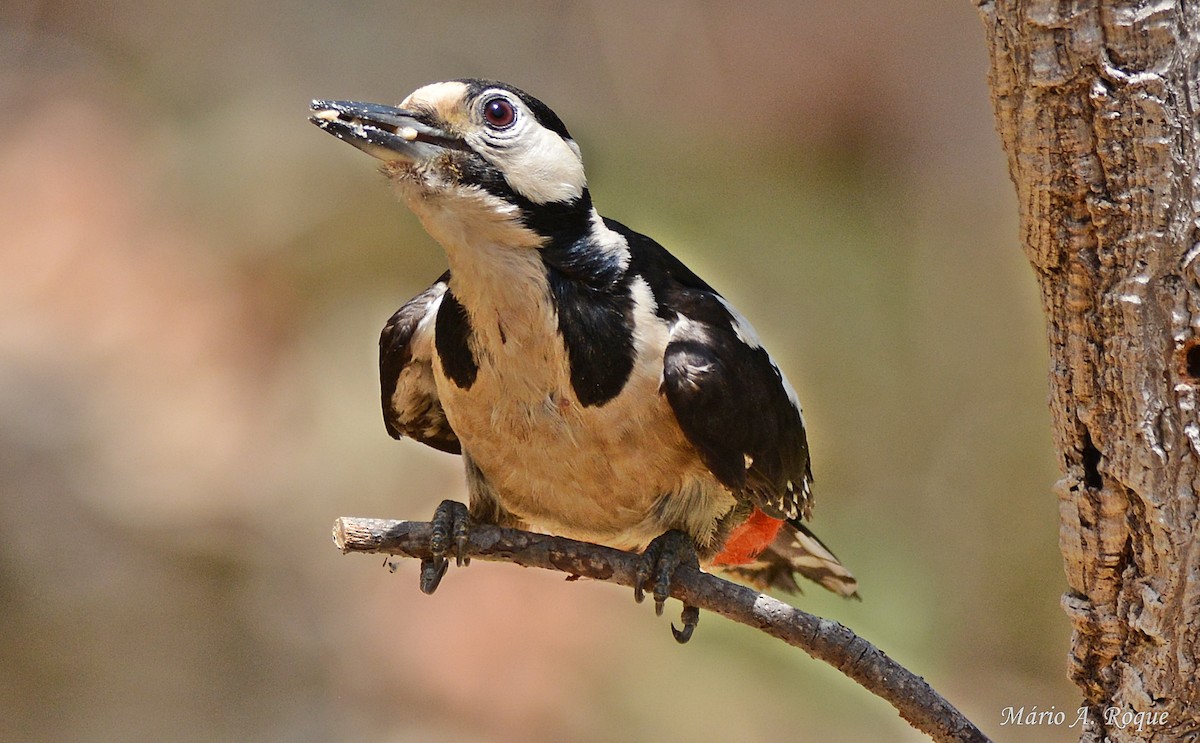 Great Spotted Woodpecker - ML620295326