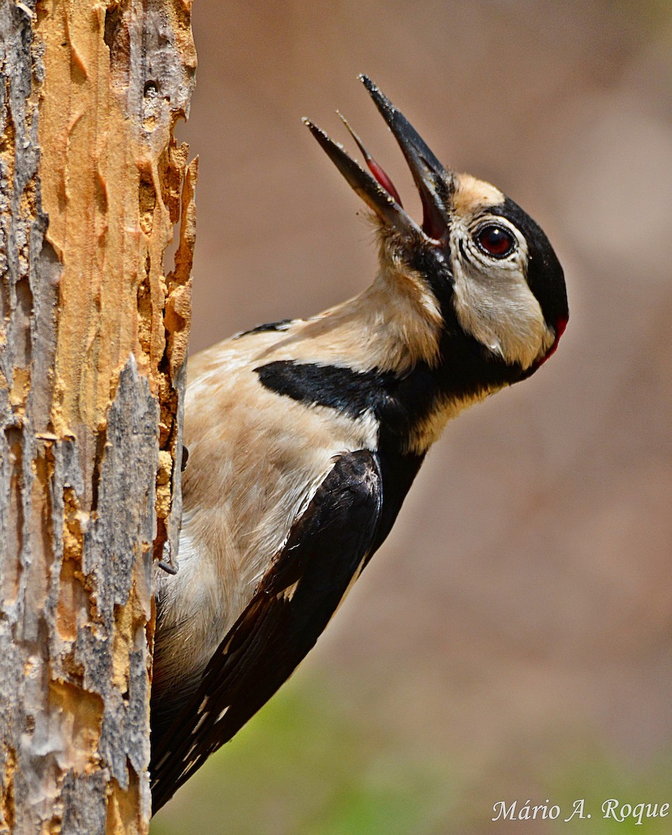 Great Spotted Woodpecker - ML620295327