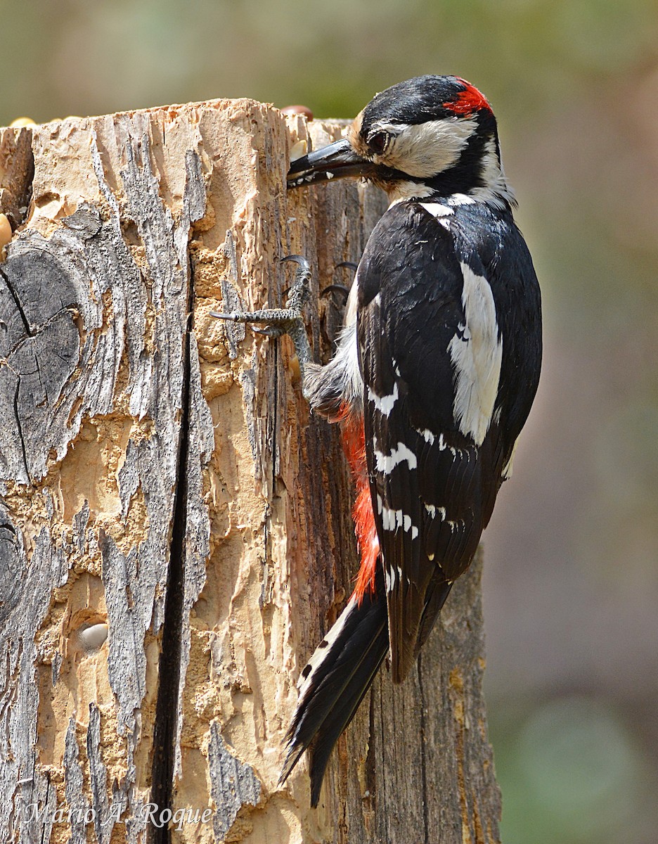 Great Spotted Woodpecker - ML620295328