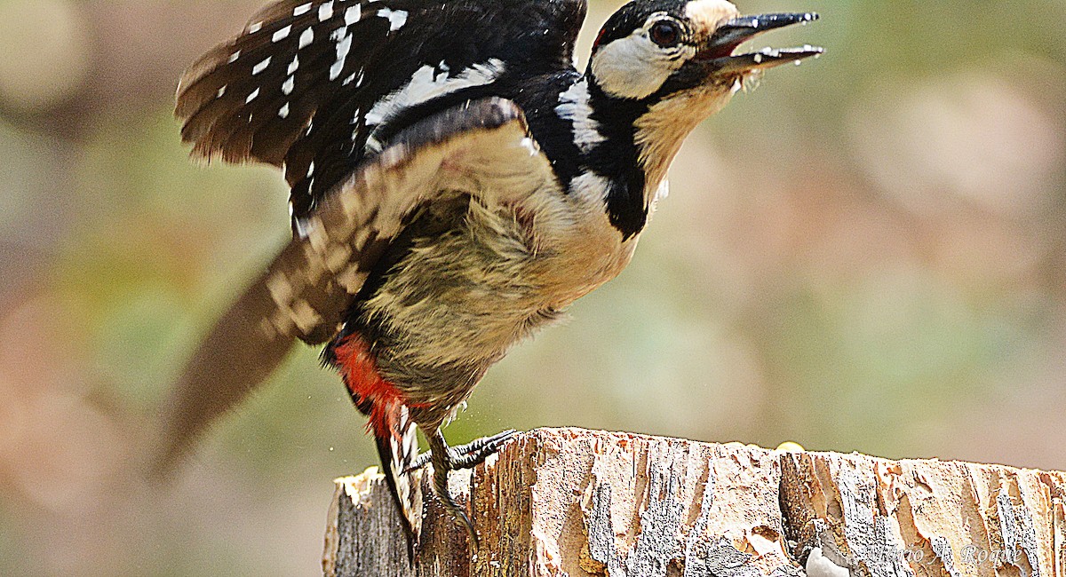 Great Spotted Woodpecker - ML620295329