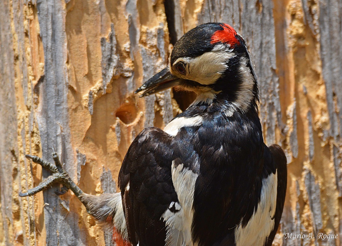 Great Spotted Woodpecker - ML620295330