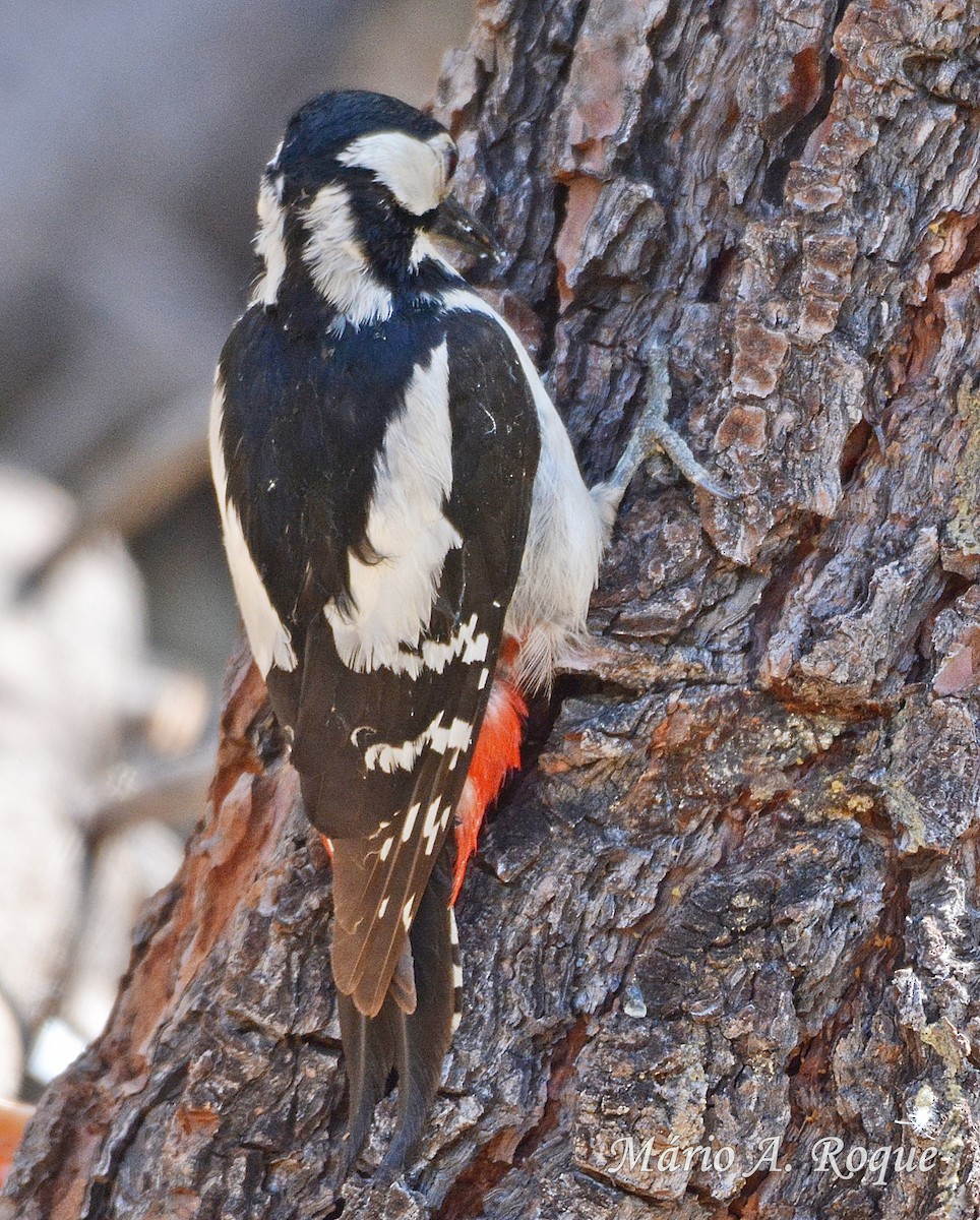 Great Spotted Woodpecker - ML620295331