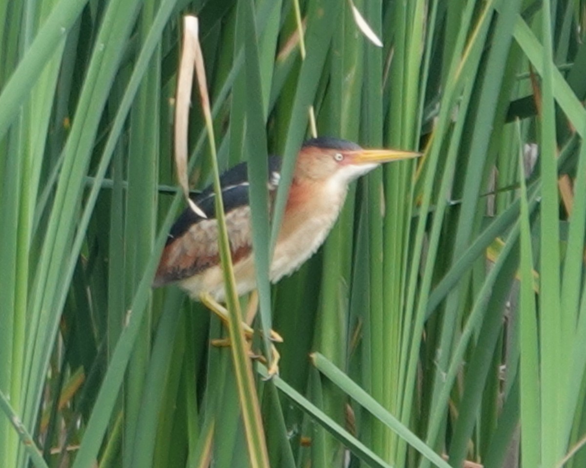 Least Bittern - ML620295332