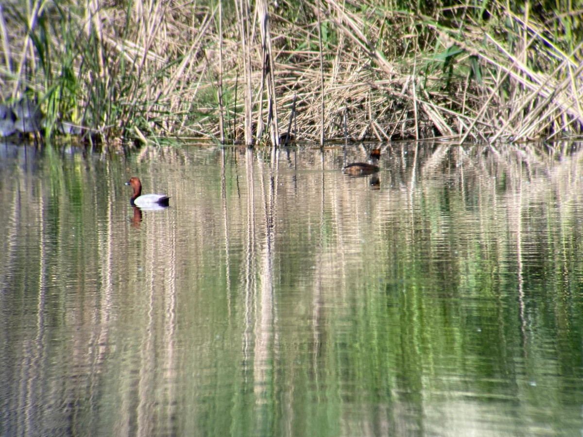 Common Pochard - ML620295334