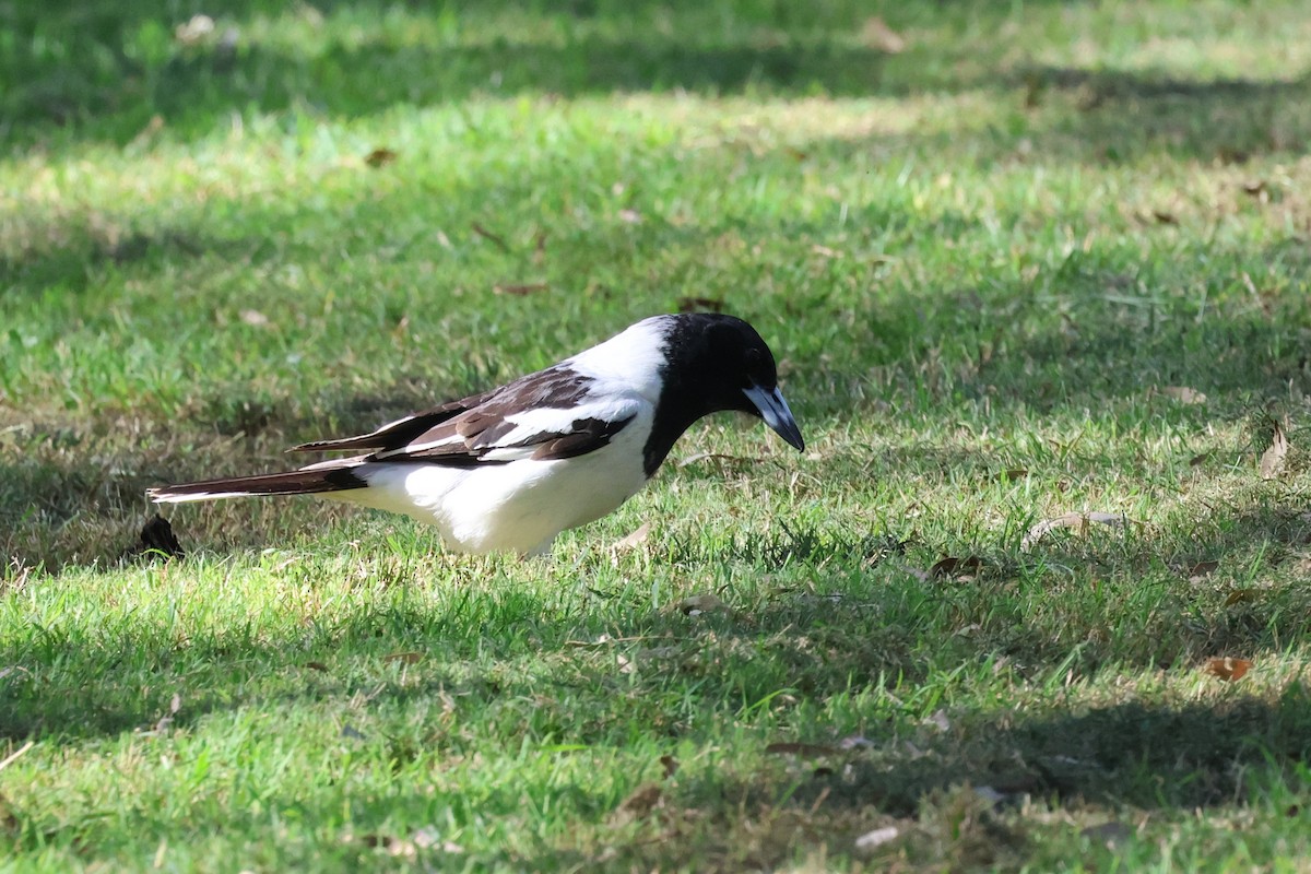 Pied Butcherbird - ML620295337