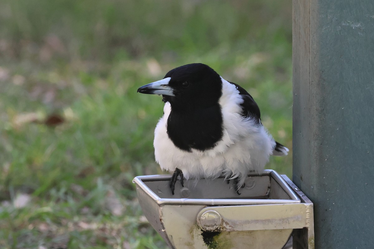 Pied Butcherbird - ML620295338