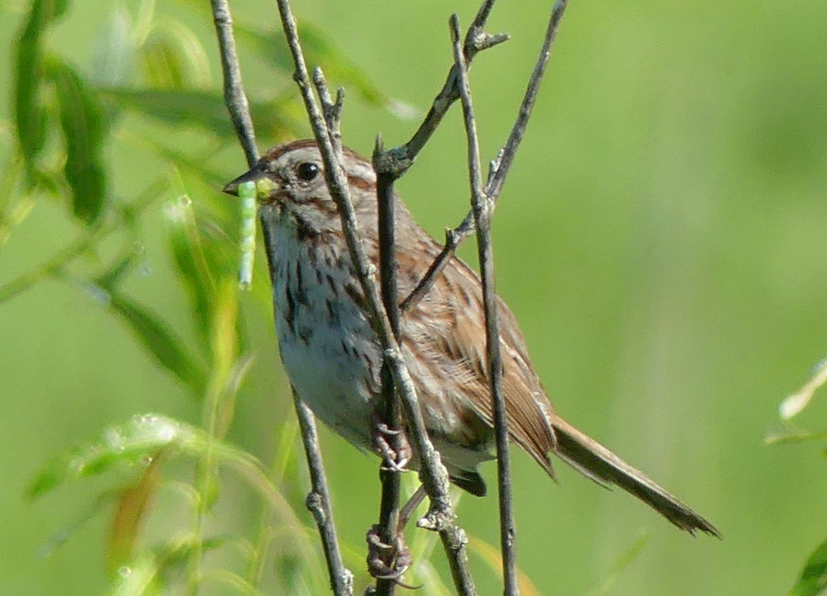 Song Sparrow - ML620295339