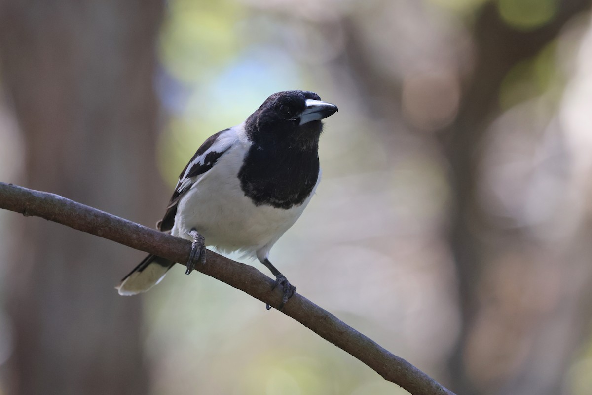 Pied Butcherbird - ML620295342